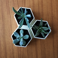 Flower Pot for Succulents - Thumbnail 3