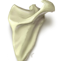 scapula - Thumbnail 1