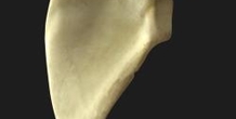 Image 187463