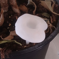 glowing mushroom like chanterelle - Thumbnail 2