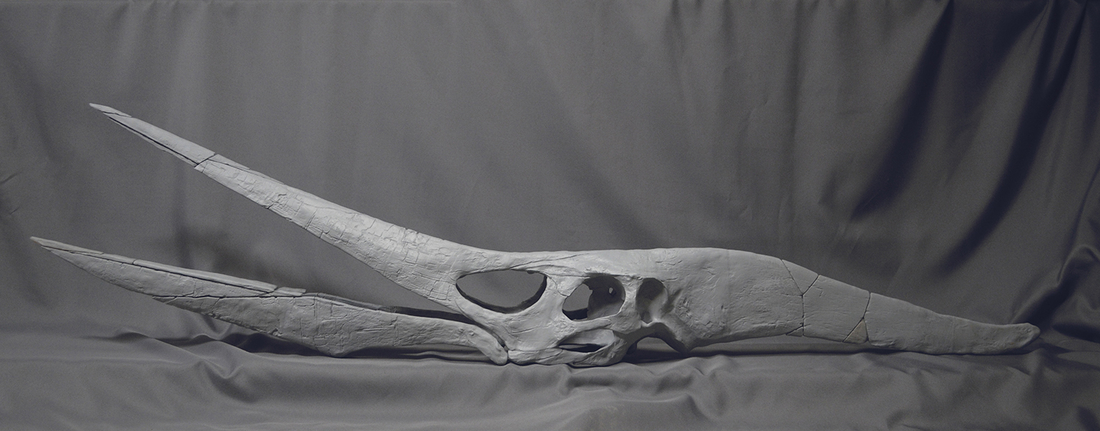 Full Size Pteranodon Fossil Skull  Part01/06 3D Print 193516