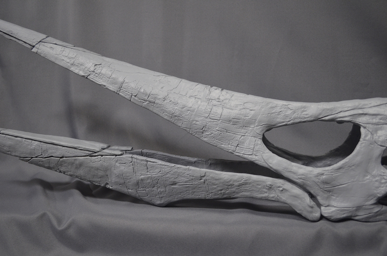 Full Size Pteranodon Fossil Skull  Part01/06 3D Print 193517
