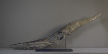 Image 193520
