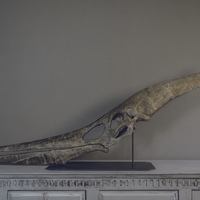 Small Full Size Pteranodon Fossil Skull Part03/06 3D Printing 193527