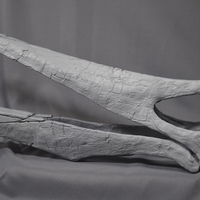 Full Size Pteranodon Fossil Skull Part03/06 - Thumbnail 4