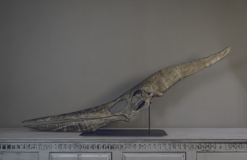 Full Size Pteranodon Fossil Skull Part05/06