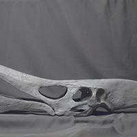 Full Size Pteranodon Fossil Skull Part05/06 - Thumbnail 3