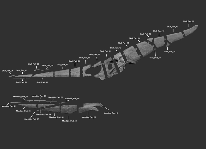 Full Size Pteranodon Fossil Skull Part06/06 3D Print 193555