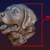 Labrador Head - Thumbnail 14