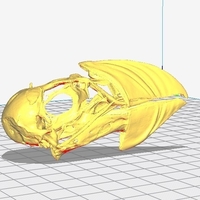Small Puffin Skull 3D Printing 194809