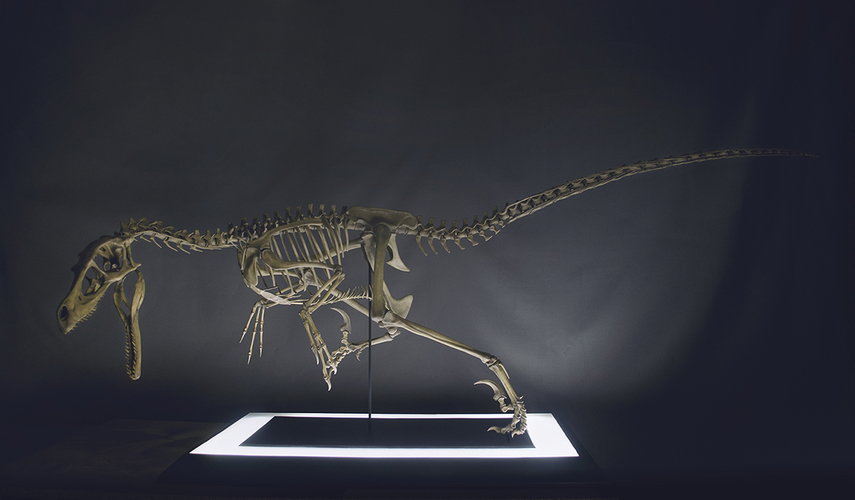 Full Size Velociraptor Skeleton Socle 3D Print 195892