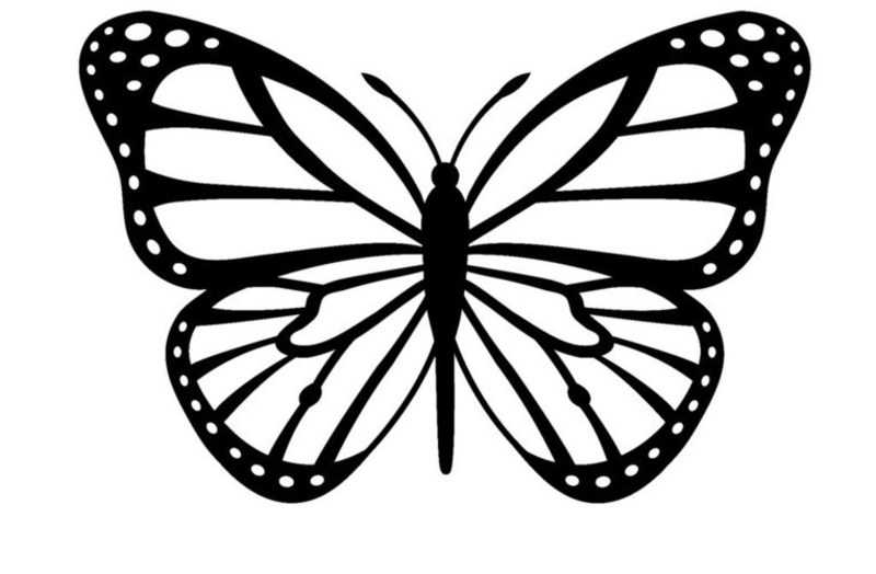 Monarch Butterfly by Elizabeth "Liz" Havlin-King