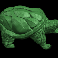 Giant tortoise - Thumbnail 1