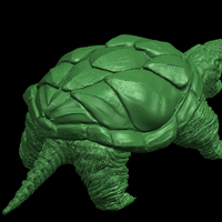 Giant tortoise - Thumbnail 5