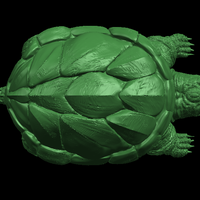 Giant tortoise - Thumbnail 6