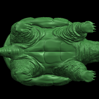 Giant tortoise - Thumbnail 8