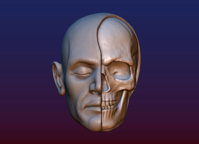 Half Face Skull 3D Print 198983