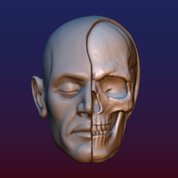 Small Half Face Skull 3D Printing 198983
