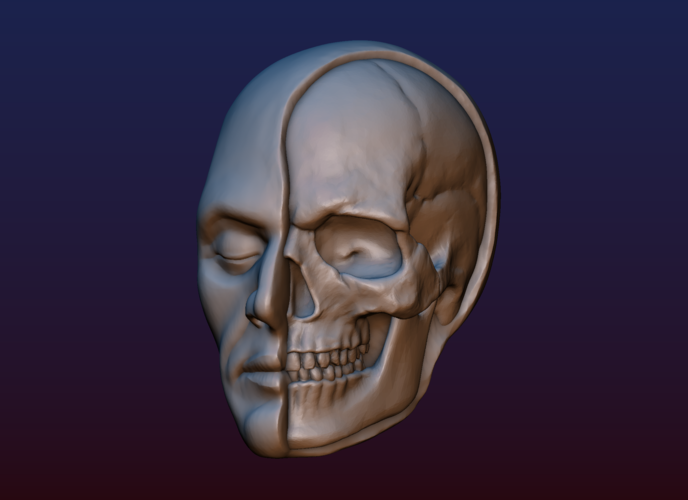 Half Face Skull 3D Print 198984