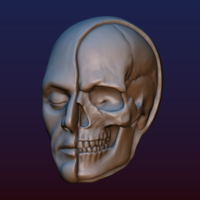 Half Face Skull - Thumbnail 2