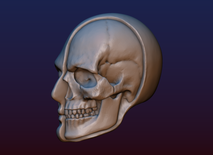 Half Face Skull 3D Print 198985