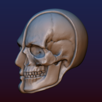 Half Face Skull - Thumbnail 3