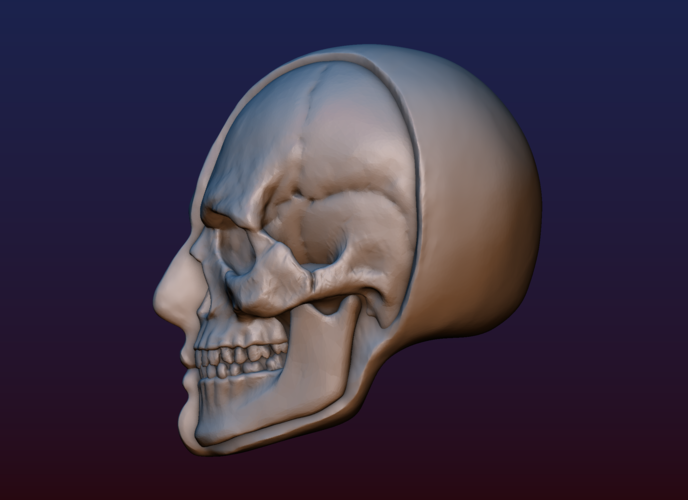 Half Face Skull 3D Print 198986