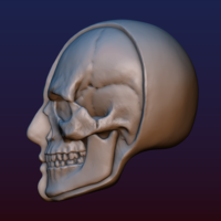 Half Face Skull - Thumbnail 4