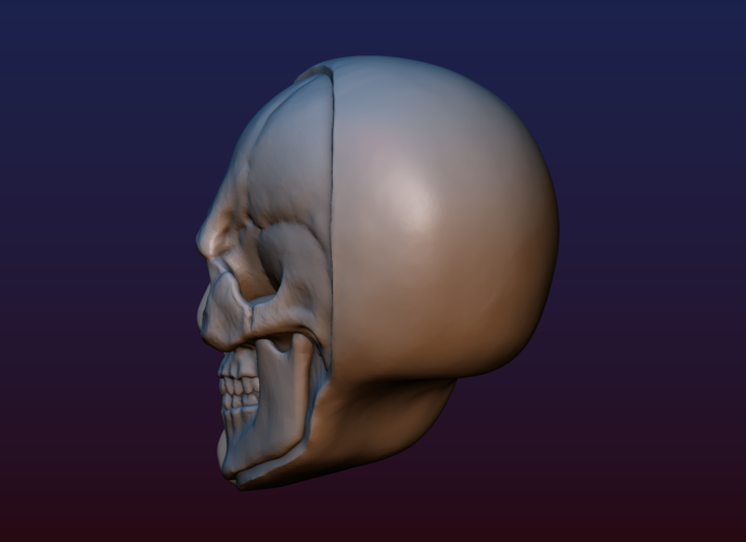 Half Face Skull 3D Print 198987