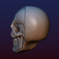 Half Face Skull - Thumbnail 5