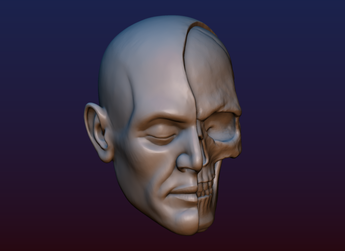 Half Face Skull 3D Print 198992