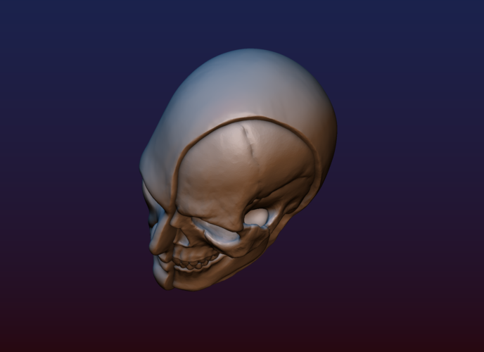Half Face Skull 3D Print 198994