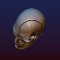Half Face Skull - Thumbnail 12