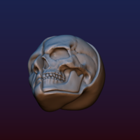 Half Face Skull - Thumbnail 13