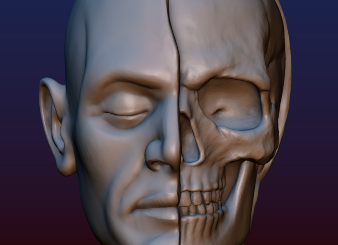 Half Face Skull 3D Print 198997