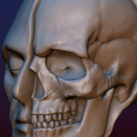 Half Face Skull - Thumbnail 16