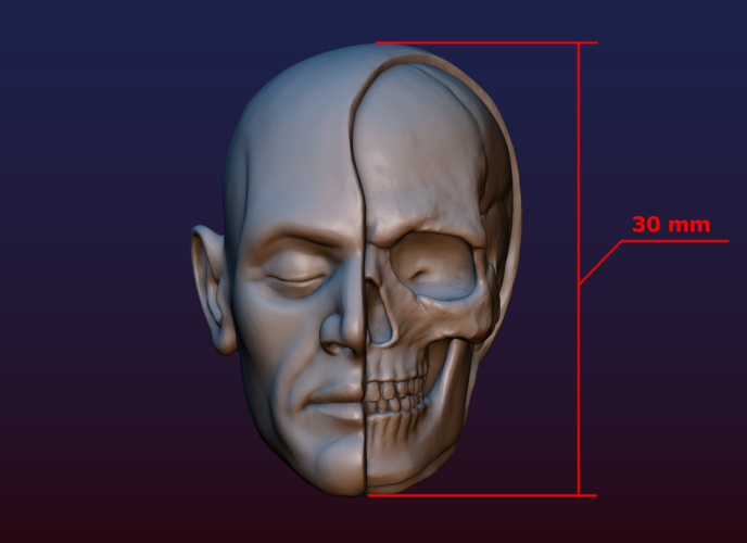 Half Face Skull 3D Print 198999