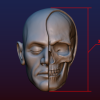 Half Face Skull - Thumbnail 17