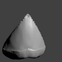 Great White Shark Tooth - Thumbnail 4