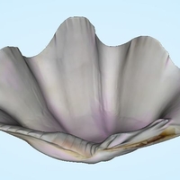 Shell - Stoup Shell from Thailand - Thumbnail 1