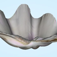 Shell - Stoup Shell from Thailand - Thumbnail 2