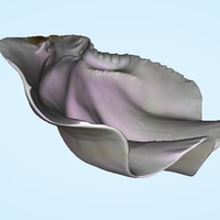 Small Shell - Stoup Shell from Thailand 3D Printing 203325