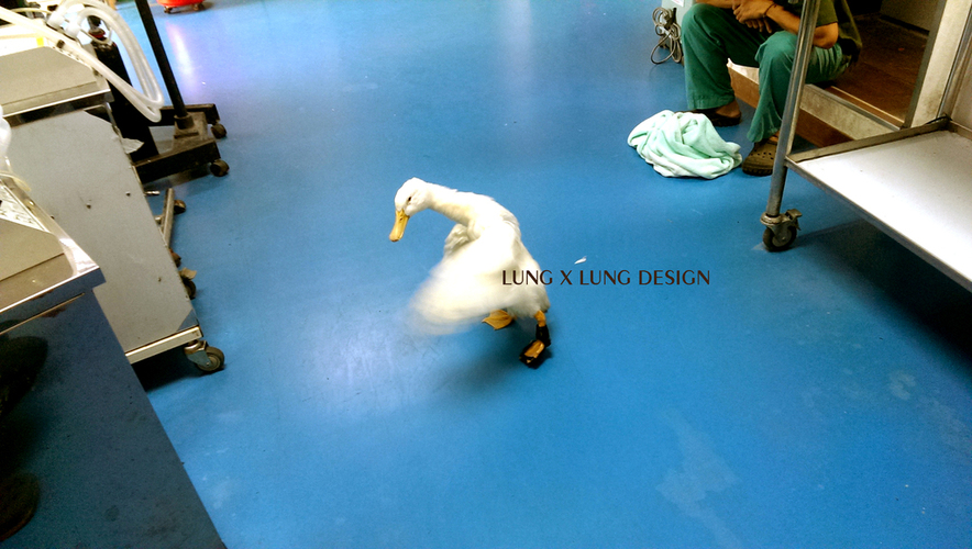 A lame duck with his 3d printed walking brace @ NTUVH 3D Print 20535