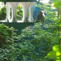 The Light Sky Bird Temple - Thumbnail 19