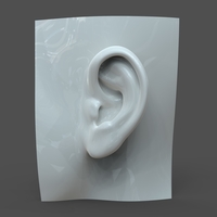 Small Realistic woman ear model F1P1D0V1ear 3D Printing 205803