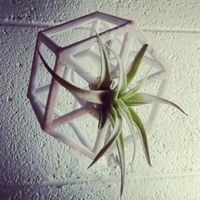Small AIR PLANT HOLDERS 3D Printing 20642