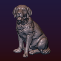 Labrador - Thumbnail 2