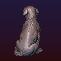 Labrador - Thumbnail 5