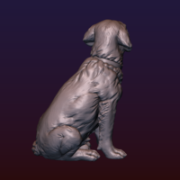 Labrador - Thumbnail 6