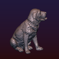 Labrador - Thumbnail 7